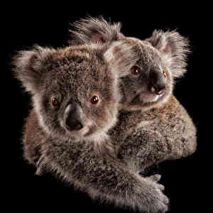 01_koala_r_m8055b_custom-2e318b2e79ebb64006d60447aa94a2a1b0a19ab8-s6-c30.jpg