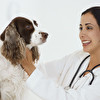 become-veterinarian.jpg