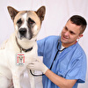 choosing-vet-dubai.jpg