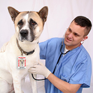 choosing-vet-dubai.jpg