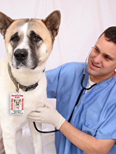 choosing-vet-dubai.jpg